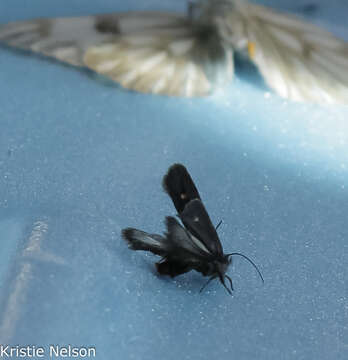 Image of Ethmia lassenella Busck 1908