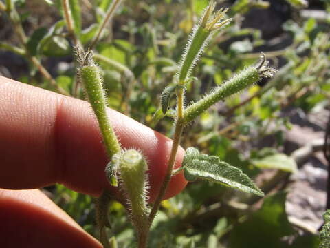 Image of tropical blazingstar