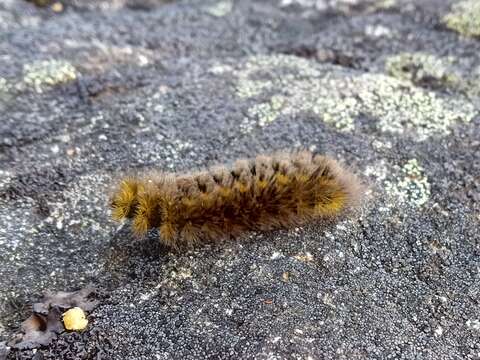 Image of Ross' Tussock Moth