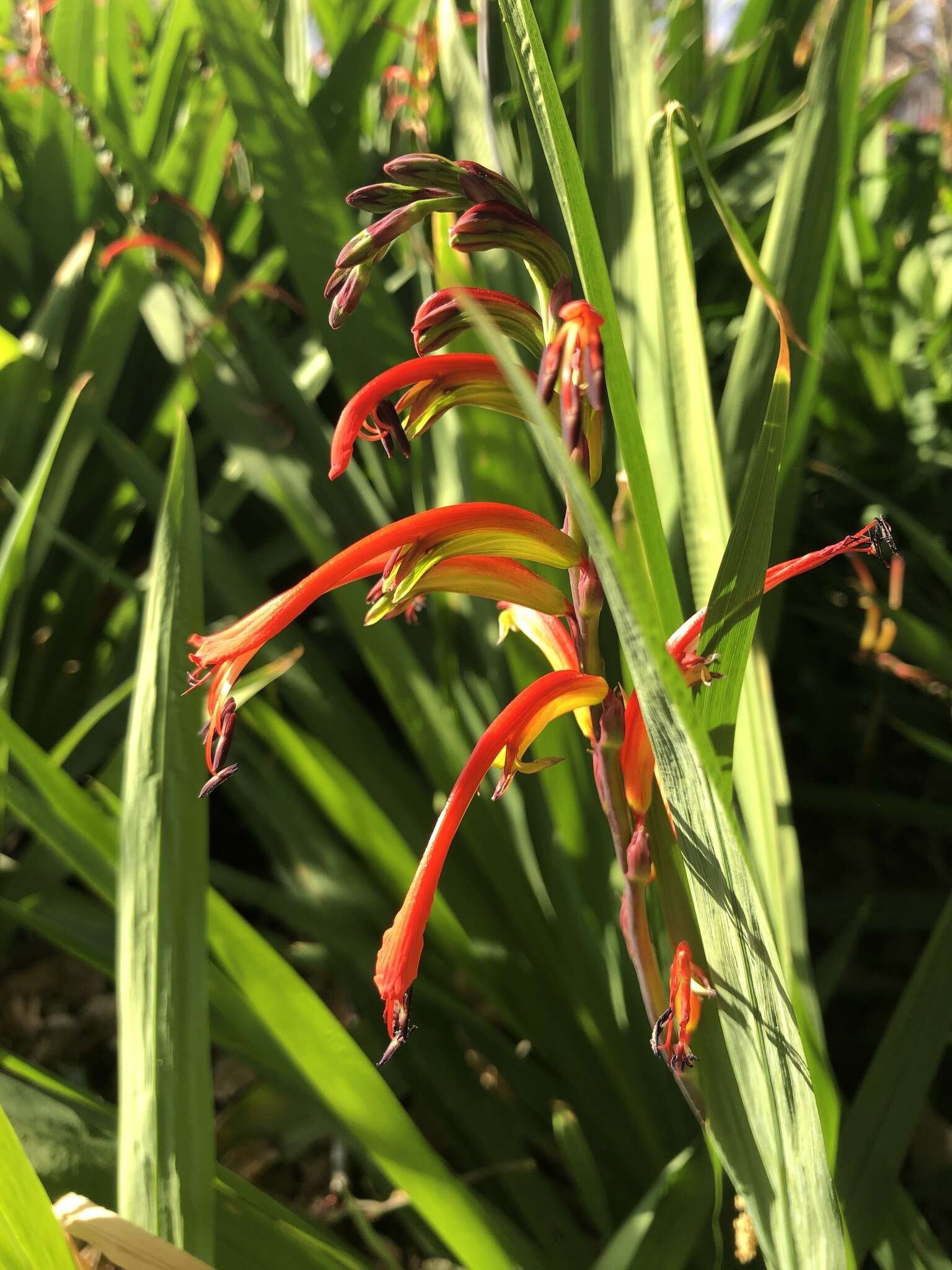 Image of Chasmanthe bicolor (Gasp.) N. E. Br.