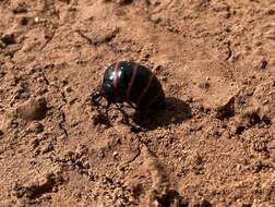 Image of Megetra punctata Selander 1965