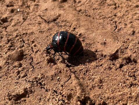 Слика од Megetra punctata Selander 1965