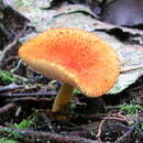 Image of Amanita calochroa C. M. Simmons, T. W. Henkel & Bas 2002