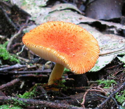 Image de Amanita calochroa C. M. Simmons, T. W. Henkel & Bas 2002