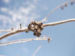 Слика од Eucalyptus albopurpurea (Boomsma) D. Nicolle