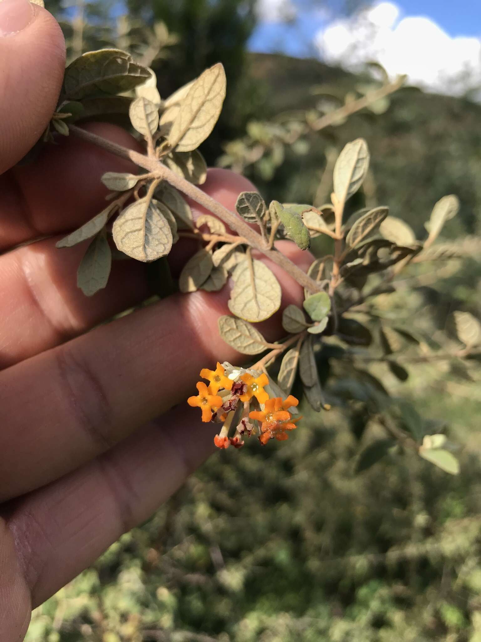 Image of Buddleja fusca Baker