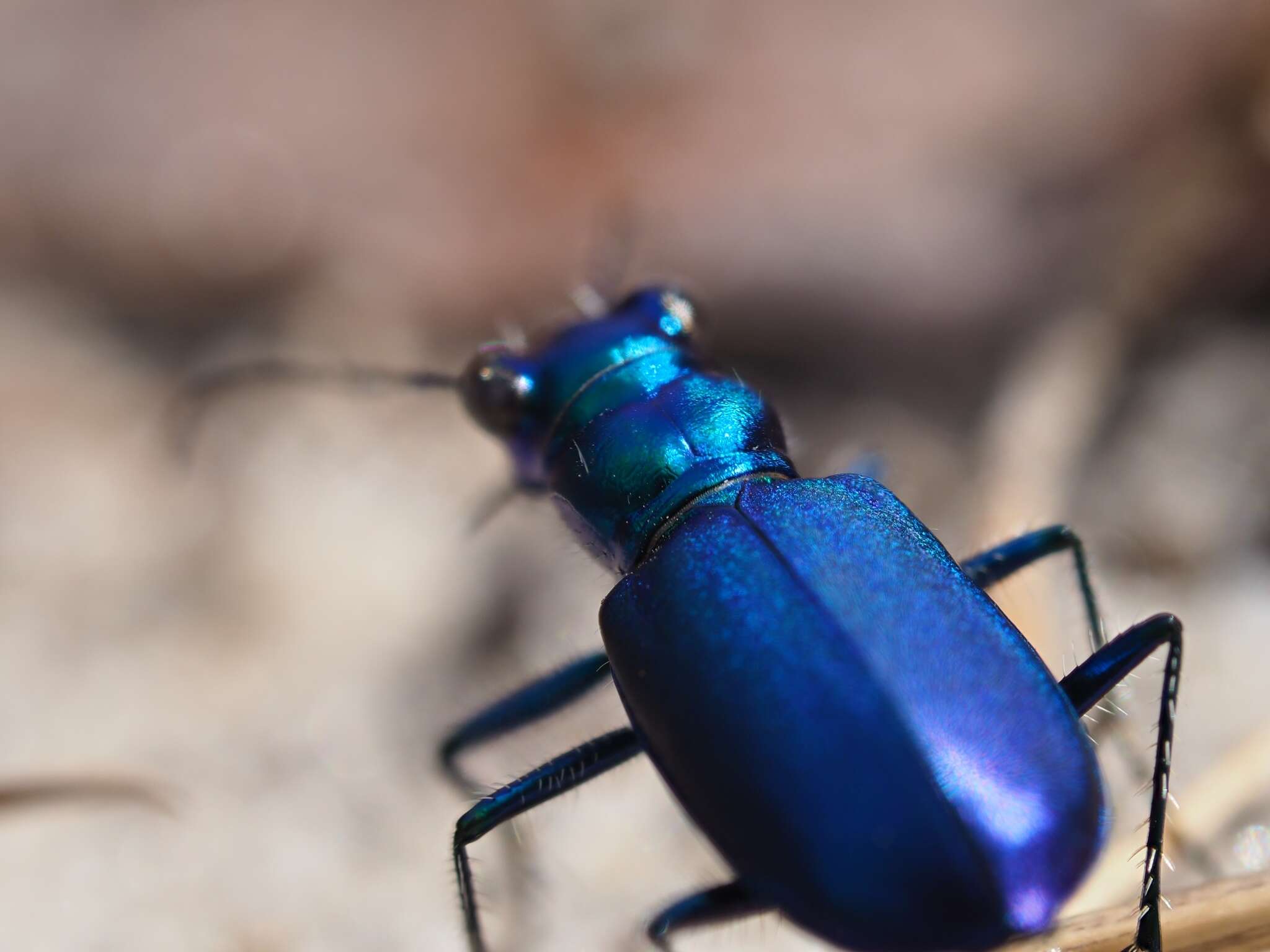 Image of Cicindela (Cicindela) scutellaris unicolor Dejean 1825