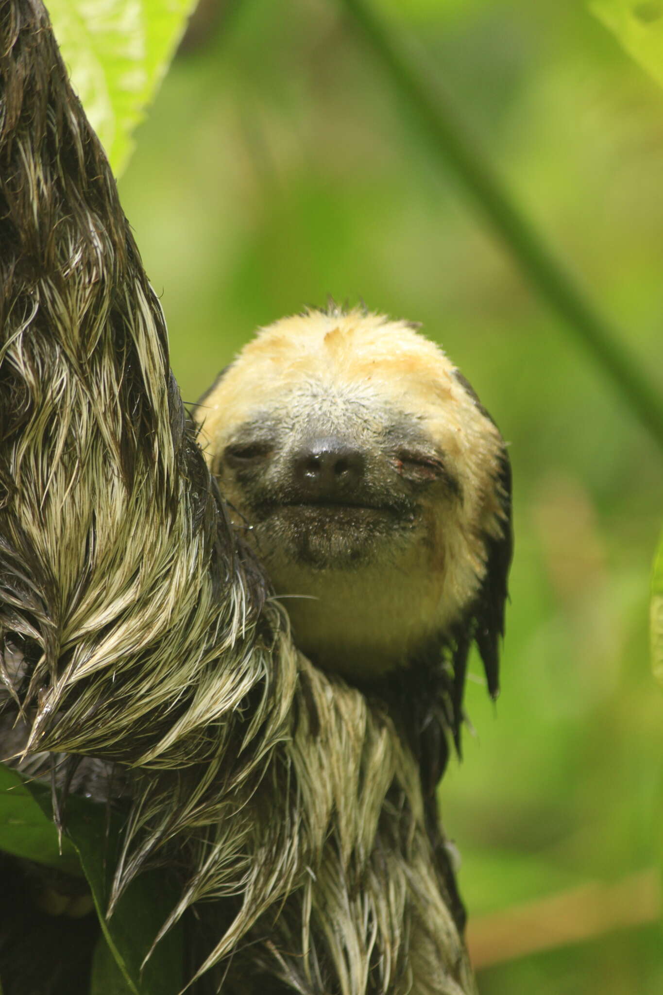 Image of Pale-throated Sloth