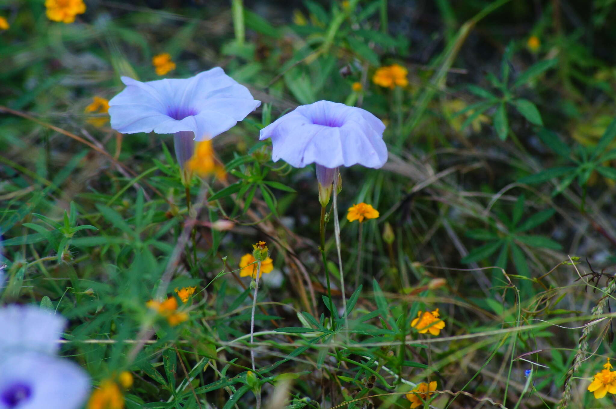 Imagem de Ipomoea ternifolia Cav.