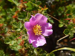 Rosa minutifolia Parry的圖片