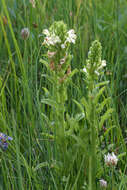 Image of Purple-Flower Lousewort