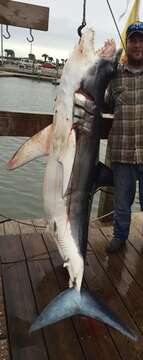 Image of mackerel sharks