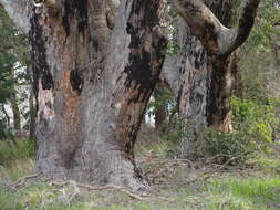 صورة Corymbia calophylla (Lindl.) K. D. Hill & L. A. S. Johnson