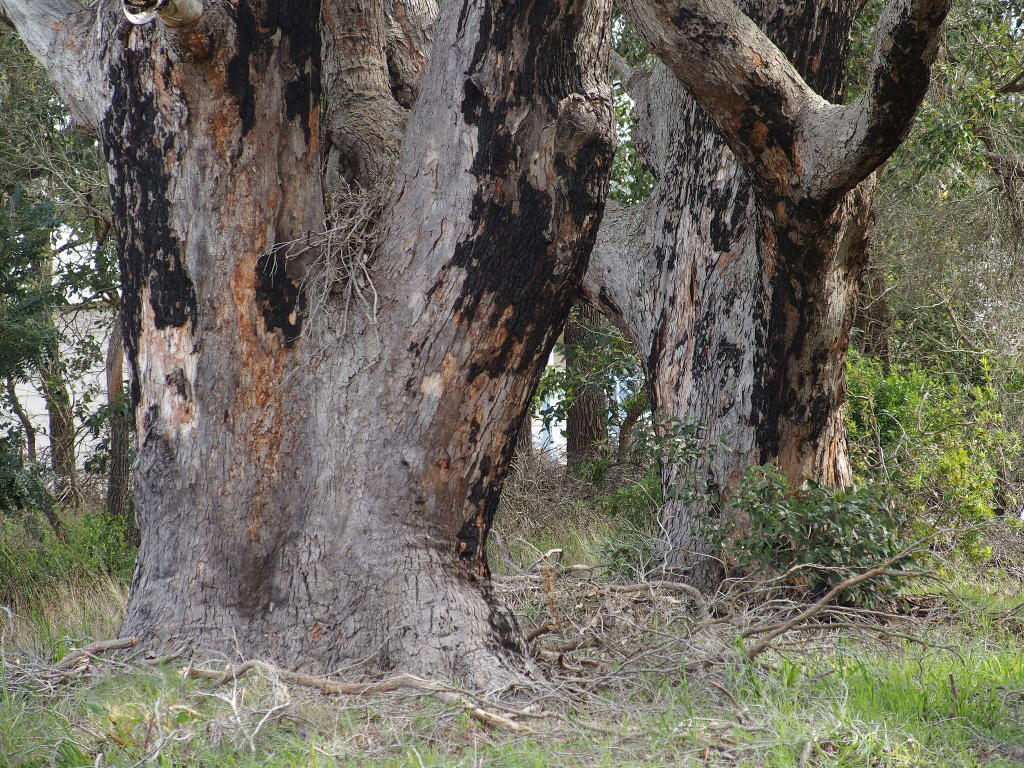 صورة Corymbia calophylla (Lindl.) K. D. Hill & L. A. S. Johnson