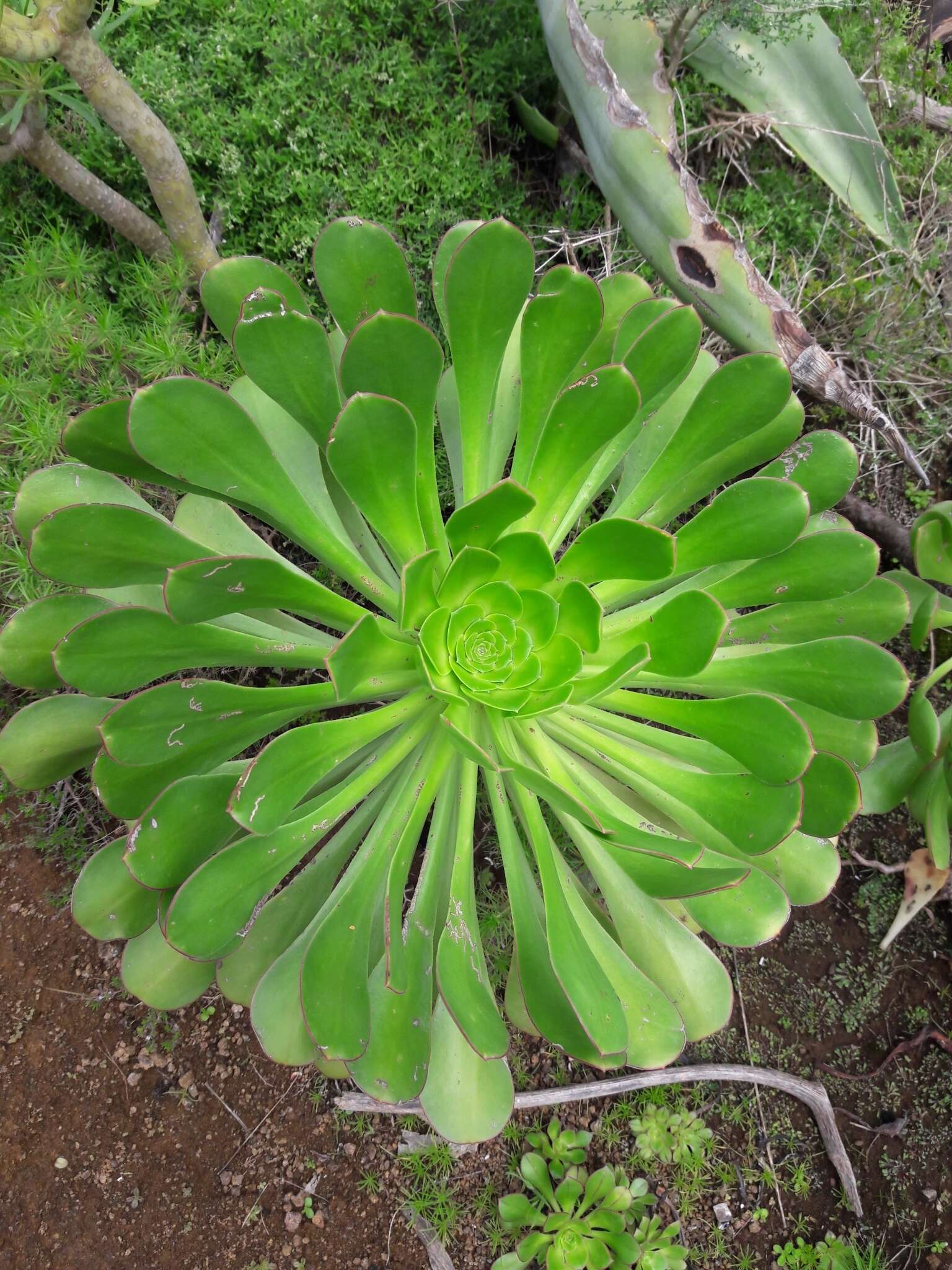 Image of Aeonium urbicum (Chr. Sm. ex Hornem.) Webb & Berth.