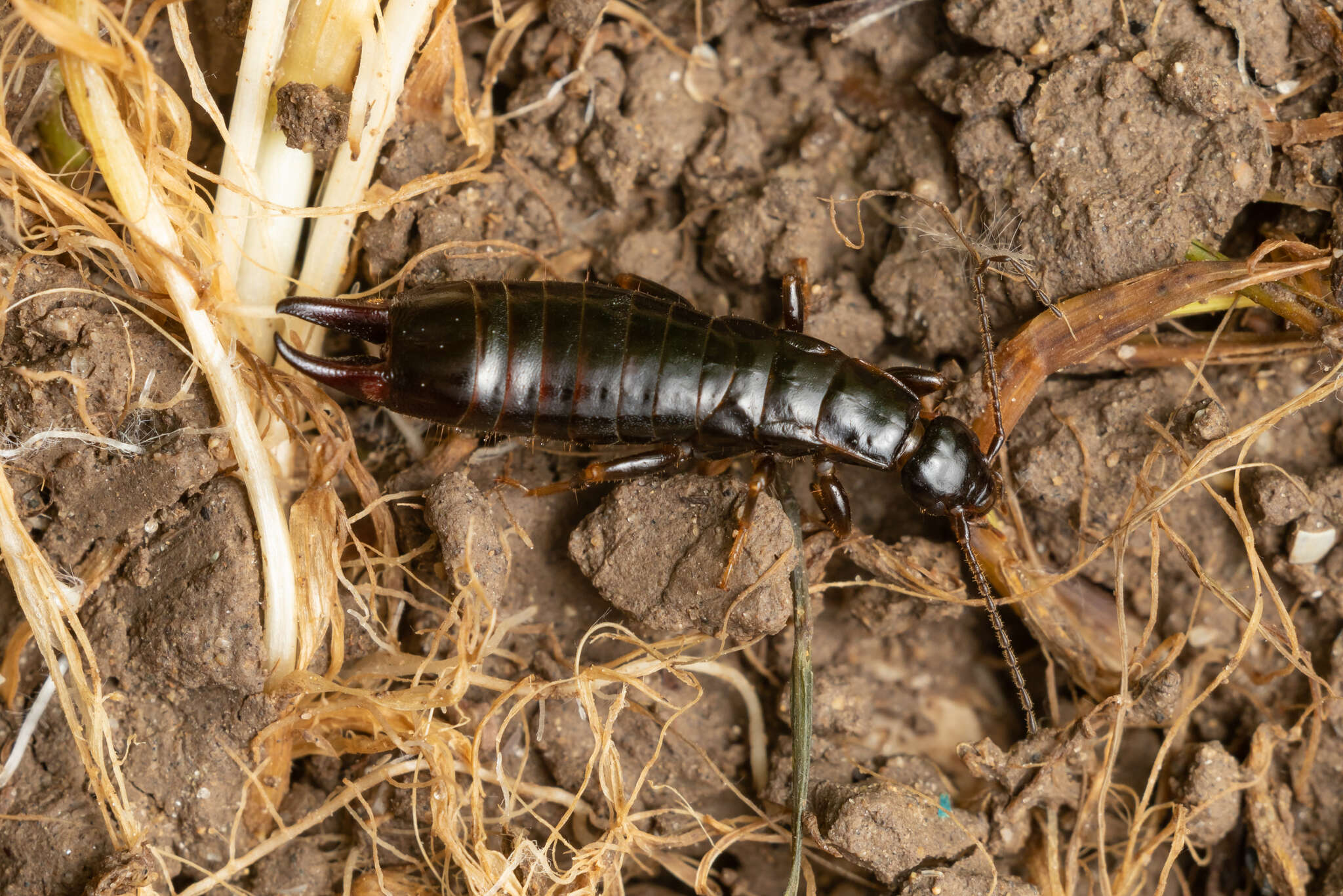 Image of Euborellia moesta (Géné 1837)