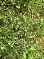 Image of thymeleaf speedwell