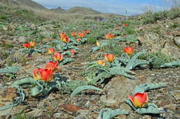 Слика од Tulipa alberti Regel