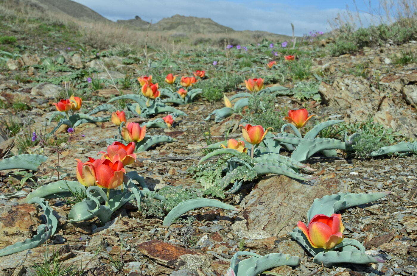 Слика од Tulipa alberti Regel