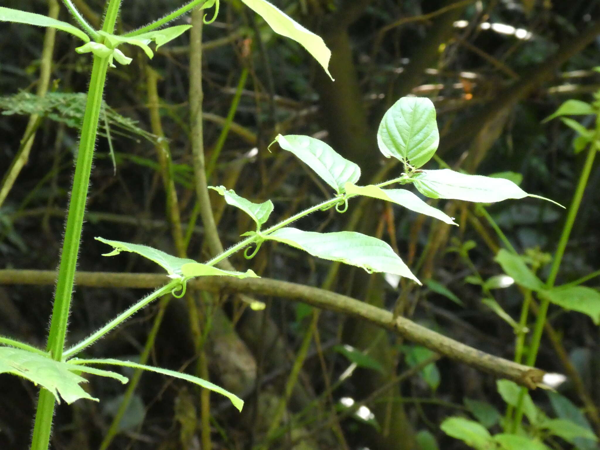 Image de Uncaria hirsuta Havil.