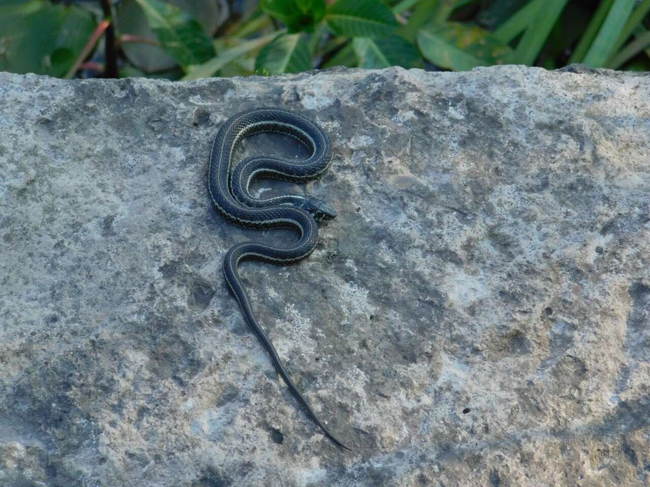 Thamnophis eques megalops (Kennicott 1860) resmi