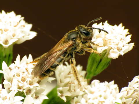 Image of Lasioglossum quebecense (Crawford 1907)