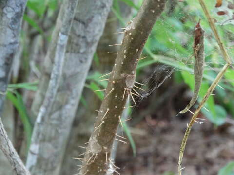 Image of Cnidoscolus sinaloensis Breckon ex Fern. Casas