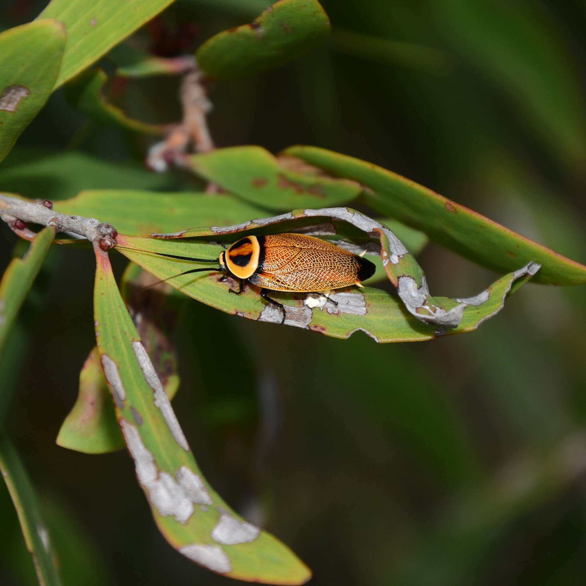 Image of Ellipsidion reticulatum Saussure 1864