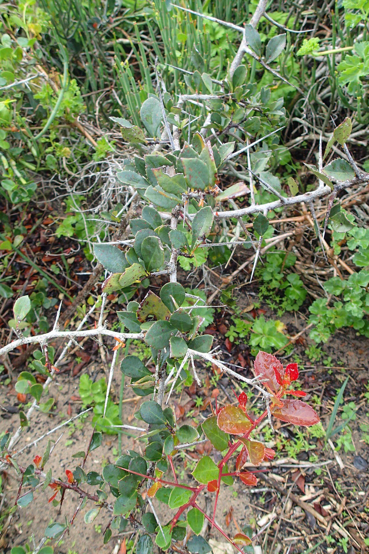 Image of Putterlickia pyracantha (L.) Szyszylowicz