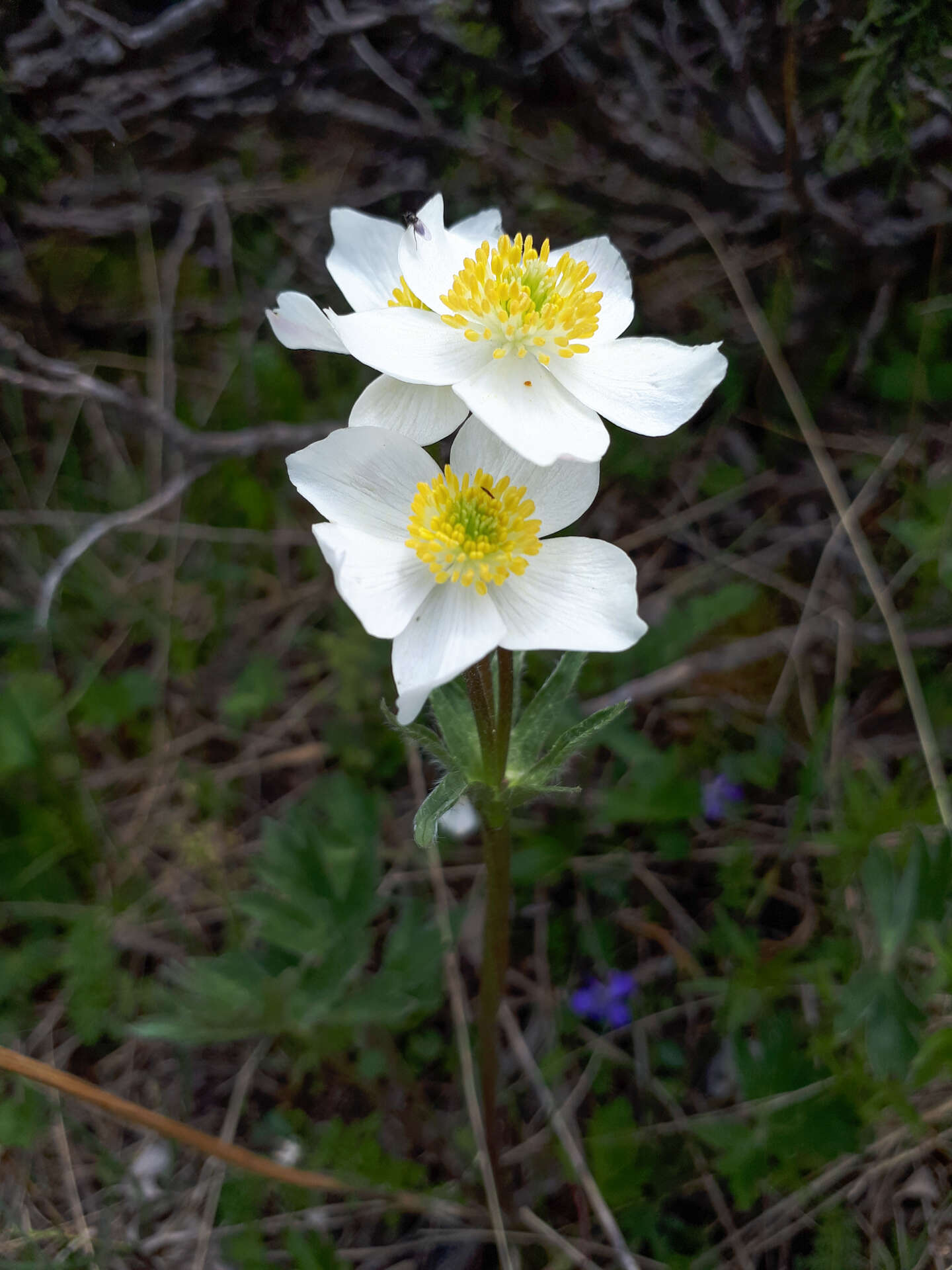 Anemonastrum protractum (Ulbrich) Holub的圖片