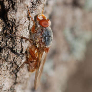 Imagem de Brachyopa maculipennis Thompson 1980