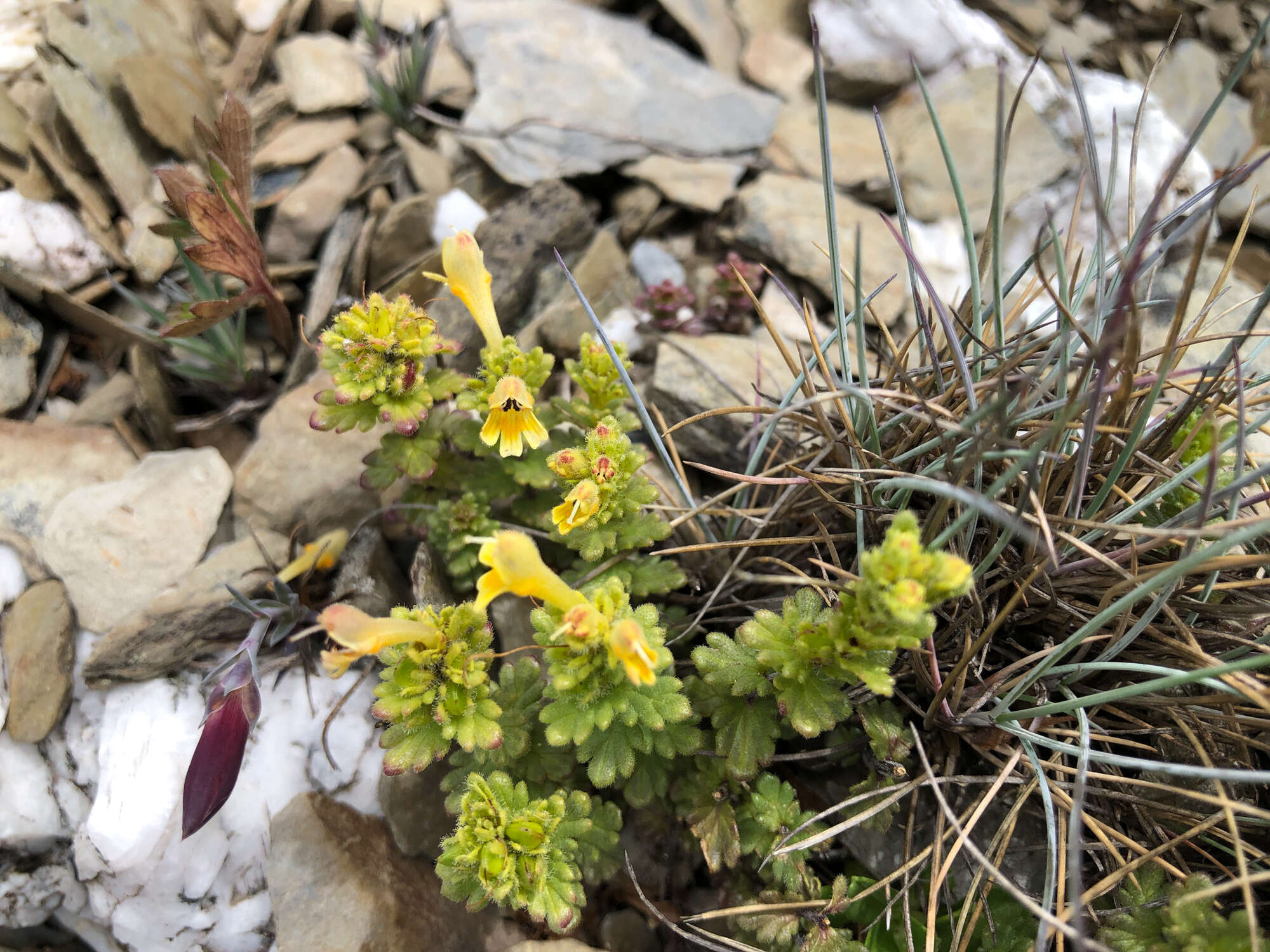 Imagem de Euphrasia nankotaizanensis Yamam.