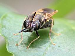 Image of Hermetia aurata Bellardi 1859