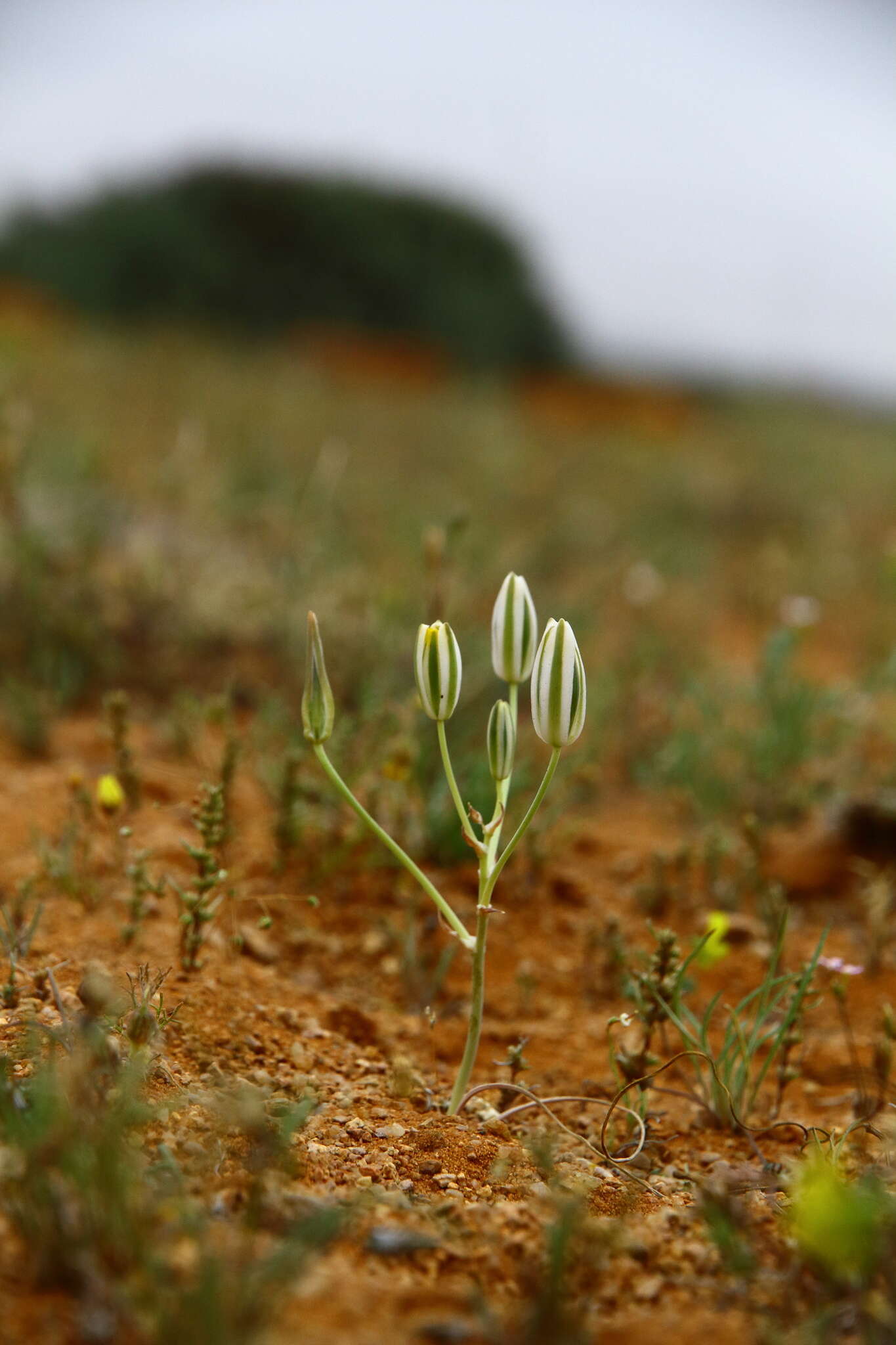 Image de Albuca longipes Baker