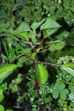 Image of Hawaii Wood-Nettle