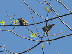 Image of Pompadour Green Pigeon