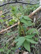 صورة Vicia oroboides Wulfen