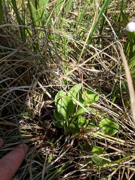 Image of fen grass of Parnassus