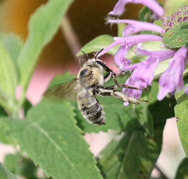 Anthophora occidentalis Cresson 1869的圖片