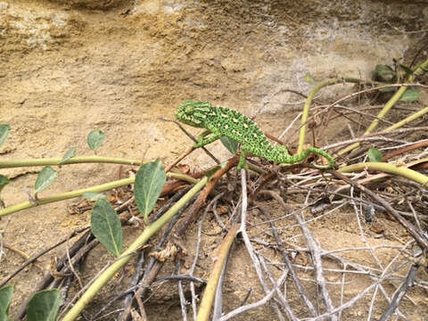 Image of Chamaeleo chamaeleon chamaeleon (Linnaeus 1758)