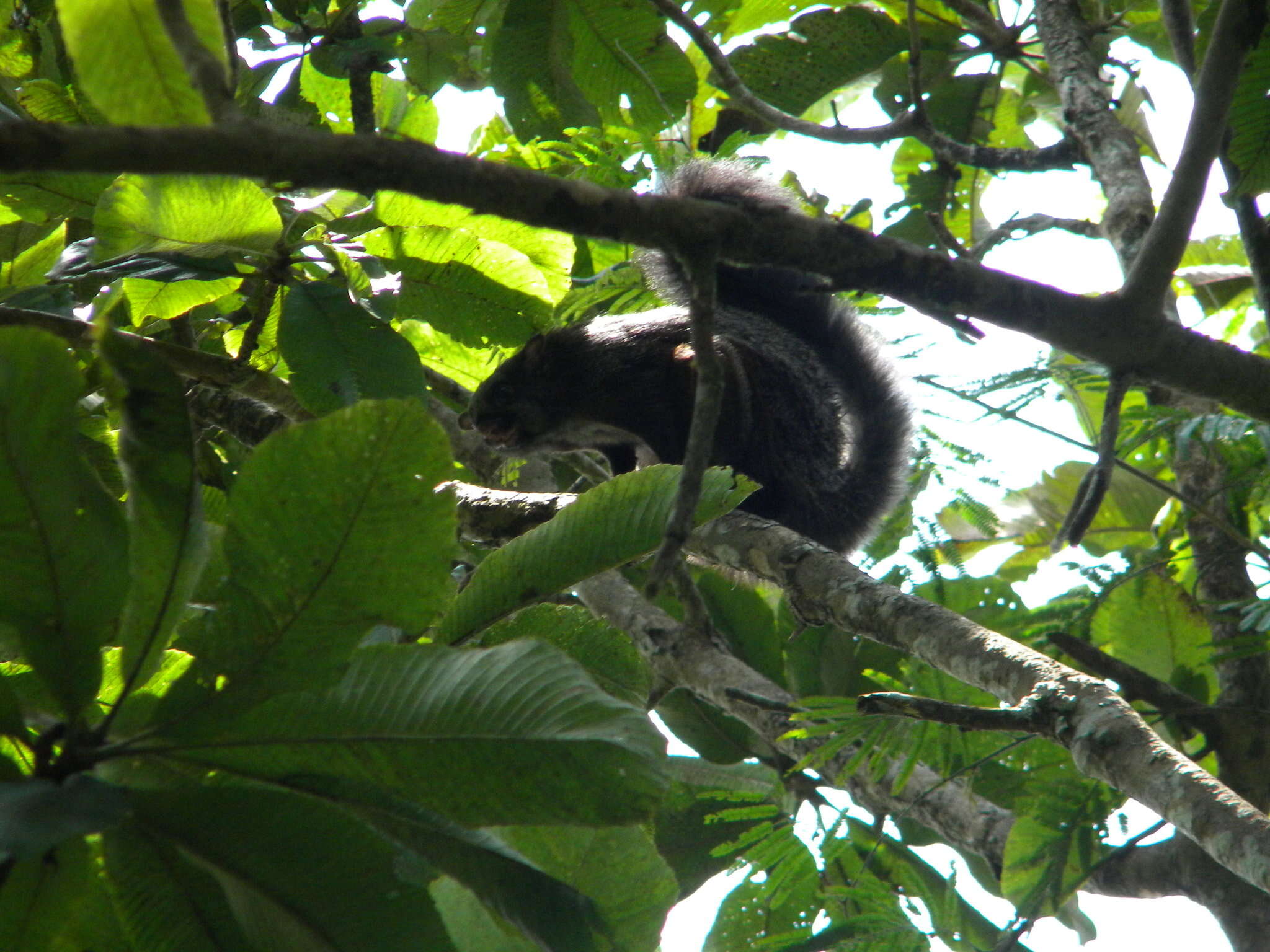 Image of Indian Giant Flying Squirrel