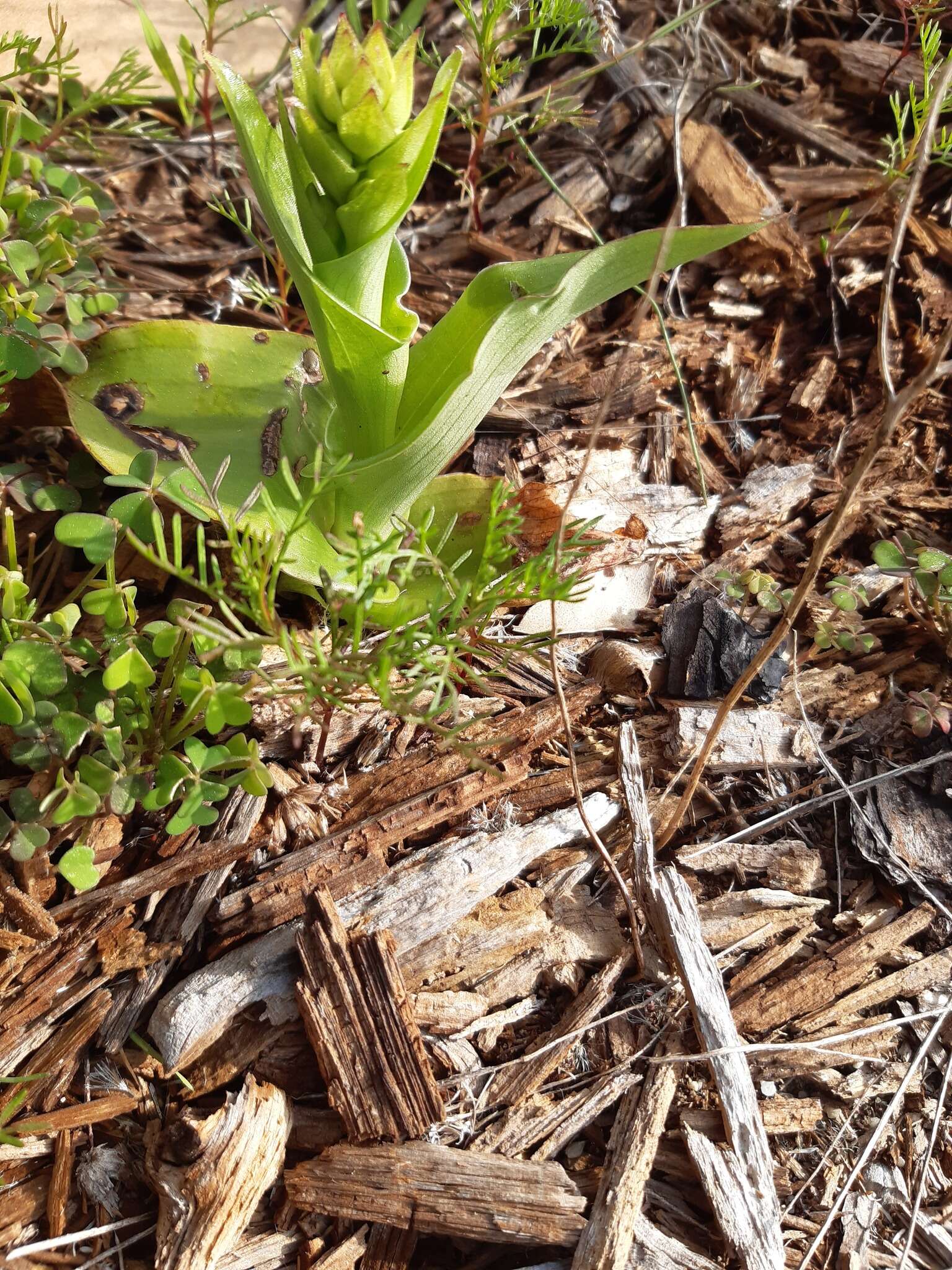 Image de Satyrium odorum Sond.