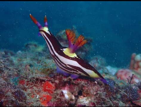 Image of Nembrotha purpureolineata O'Donoghue 1924