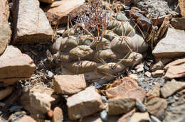 Image of Rebutia neumanniana (Werderm.) D. R. Hunt