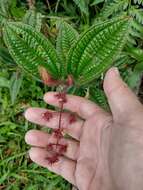 Image of Miconia australis