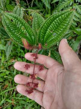 Image of Miconia australis