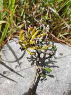 Image of Korthalsella lindsayi var. clavata (Kirk) Danser