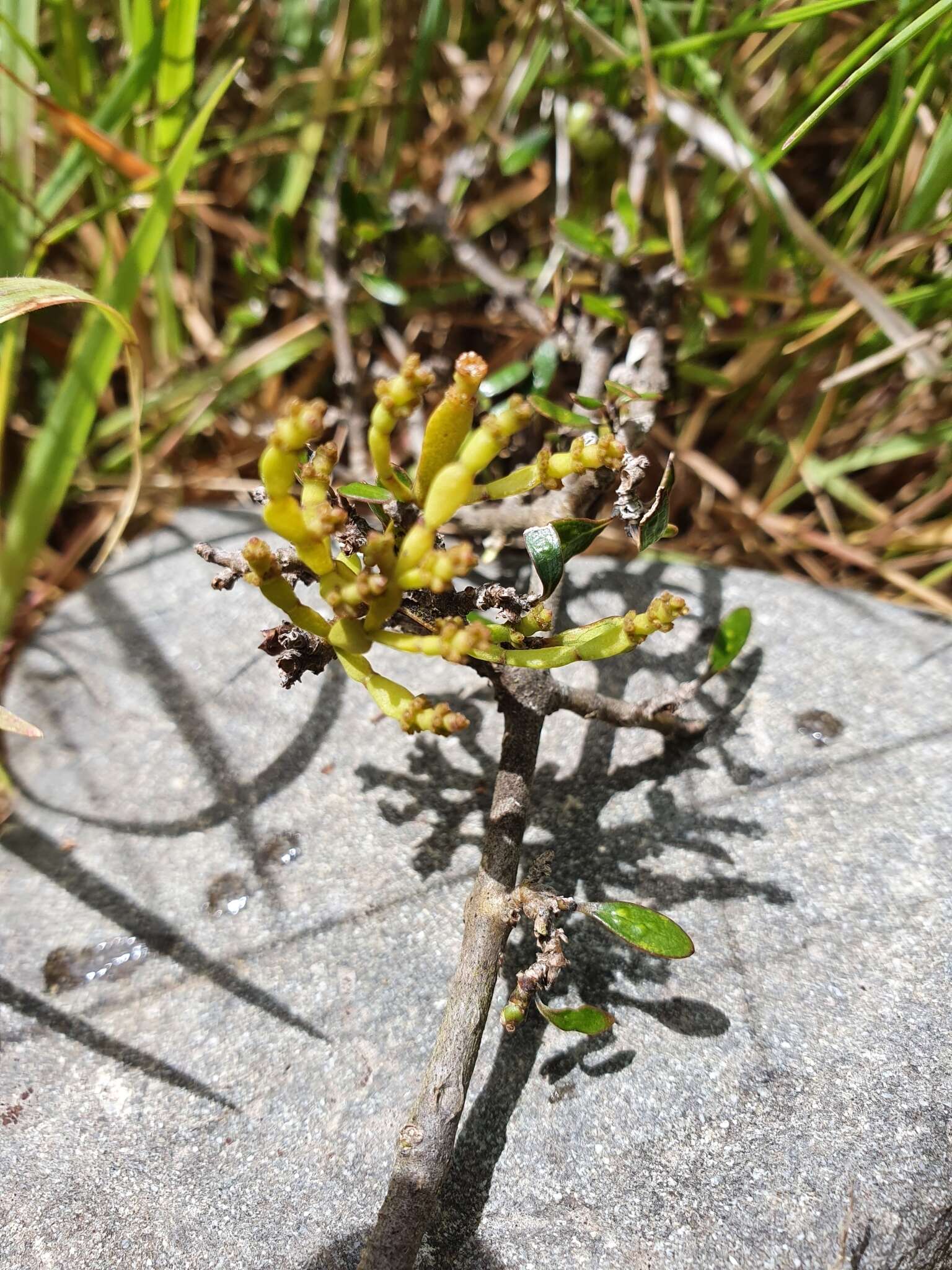 Image of Korthalsella lindsayi var. clavata (Kirk) Danser