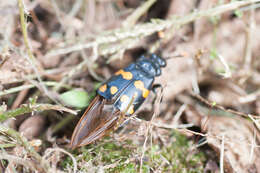 Nicrophorus (Nicrophorus) didymus (Brullé 1836) resmi