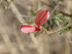 Слика од Indigofera heterotricha DC.